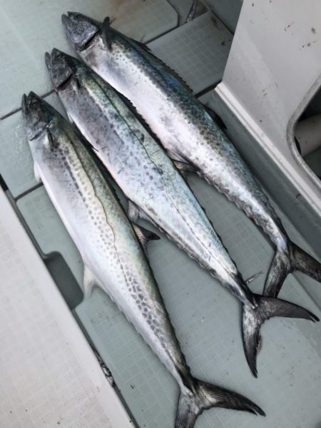 アマテラス 釣果