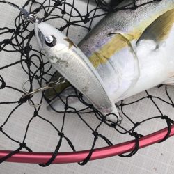 アマテラス 釣果