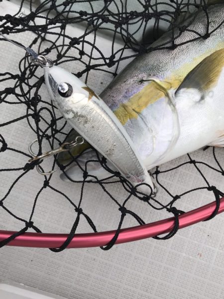 アマテラス 釣果