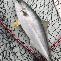 アマテラス 釣果