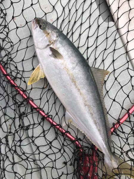 アマテラス 釣果