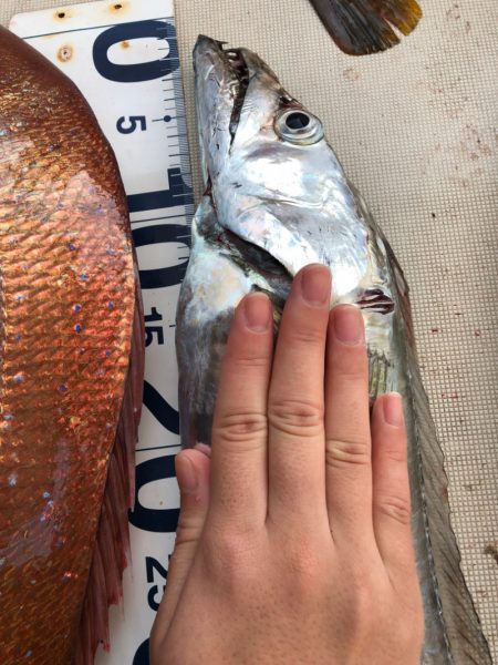 末広丸(熊本) 釣果