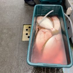 シーランチ 釣果