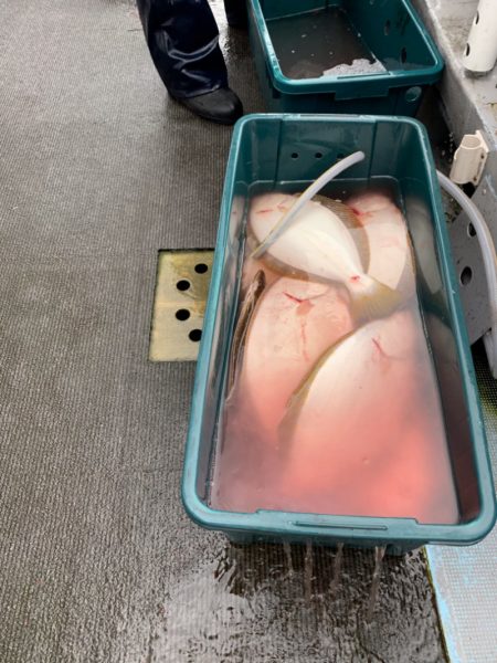 シーランチ 釣果