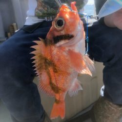 ＴＡＲＯＭＡＲＵ 釣果