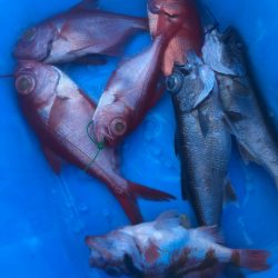 ＴＡＲＯＭＡＲＵ 釣果