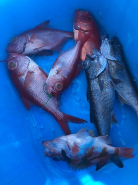 ＴＡＲＯＭＡＲＵ 釣果