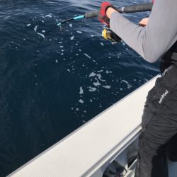 アマテラス 釣果