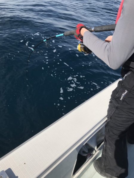 アマテラス 釣果