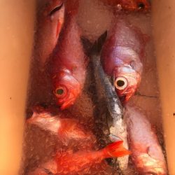 ＴＡＲＯＭＡＲＵ 釣果