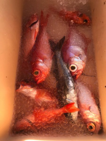 ＴＡＲＯＭＡＲＵ 釣果