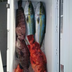 エンペラー 釣果