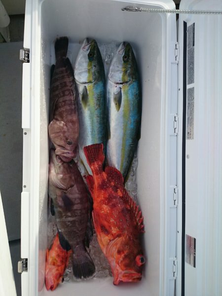 エンペラー 釣果