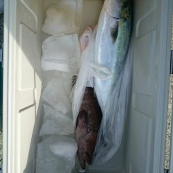 エンペラー 釣果