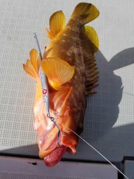 アマテラス 釣果