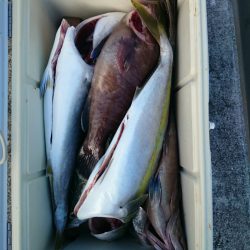 エンペラー 釣果