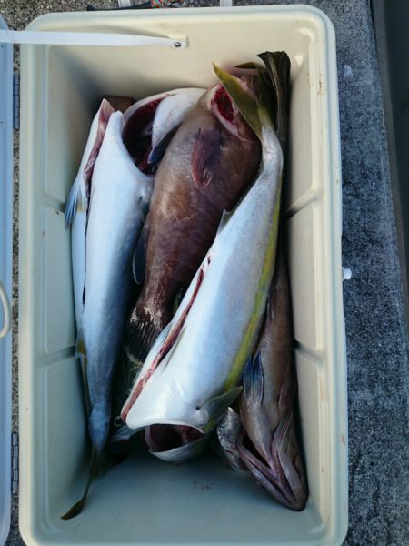 エンペラー 釣果