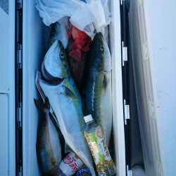 エンペラー 釣果