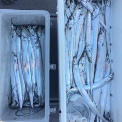 SeaRide(シーライド) 釣果