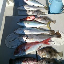 エンペラー 釣果