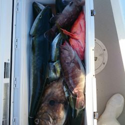 エンペラー 釣果