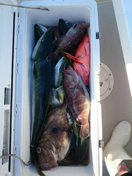 エンペラー 釣果