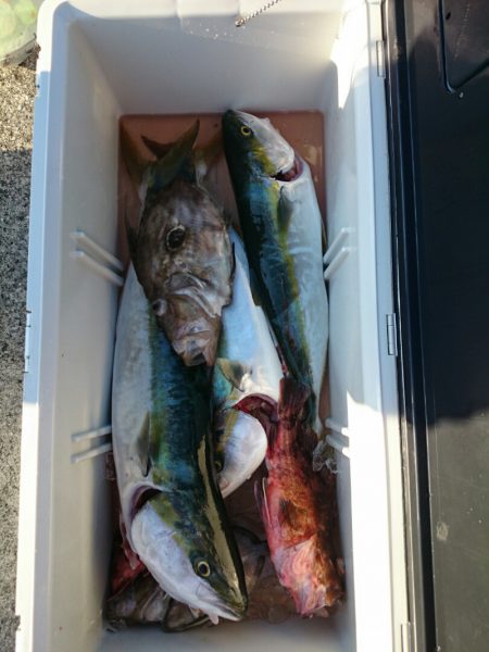 エンペラー 釣果