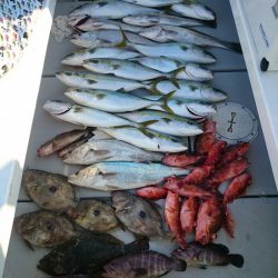 エンペラー 釣果