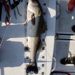 海龍丸（島根） 釣果