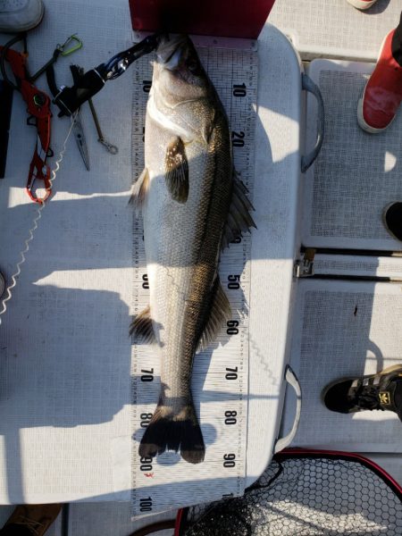 海龍丸（島根） 釣果
