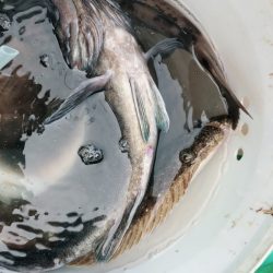 海友丸 釣果