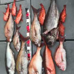 釣鯛洋 釣果