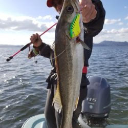 アマテラス 釣果