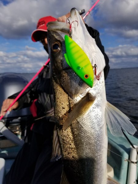 アマテラス 釣果