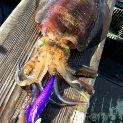 渡船屋たにぐち 釣果