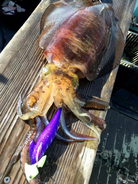 渡船屋たにぐち 釣果