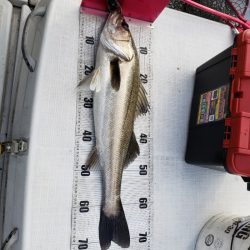 海龍丸（島根） 釣果