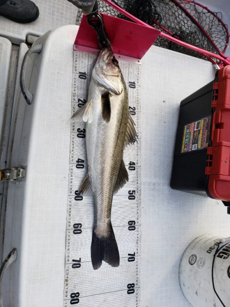 海龍丸（島根） 釣果
