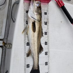 海龍丸（島根） 釣果