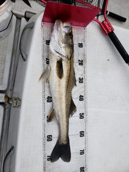 海龍丸（島根） 釣果