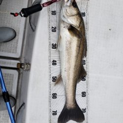 海龍丸（島根） 釣果