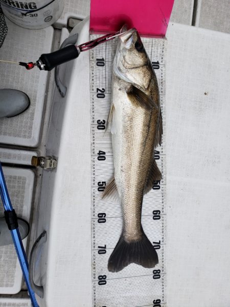 海龍丸（島根） 釣果