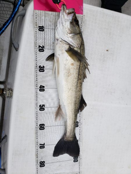 海龍丸（島根） 釣果