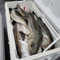 海龍丸（島根） 釣果