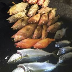 光生丸 釣果