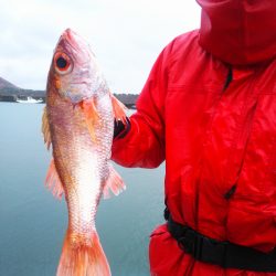 ブルドック 釣果