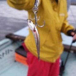 アマテラス 釣果