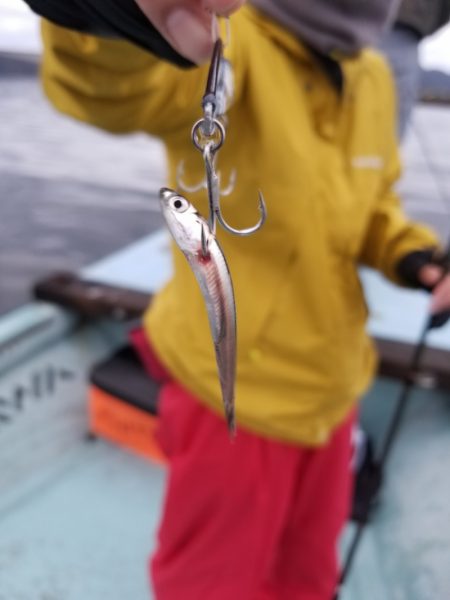 アマテラス 釣果