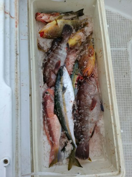 bay style 釣果