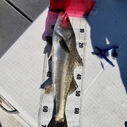 海龍丸（島根） 釣果